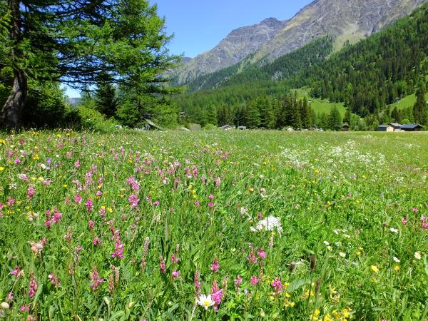Les abeilles sauvages de Suisse  - Bombus sichelii