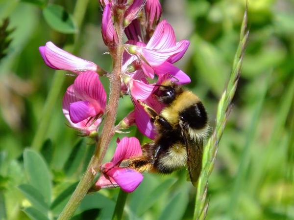 Les abeilles sauvages de Suisse  - Bombus sichelii