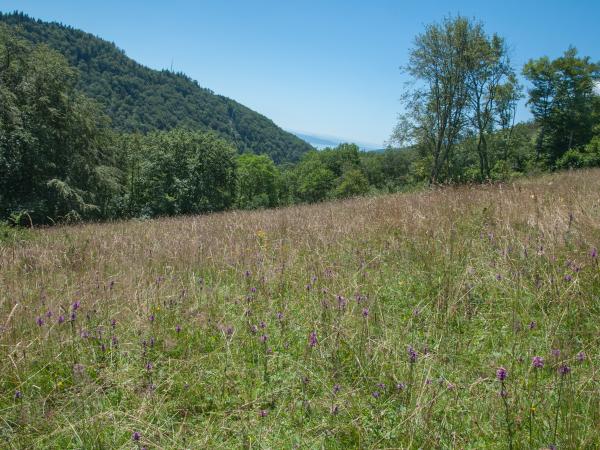Les abeilles sauvages de Suisse  - Bombus subterraneus