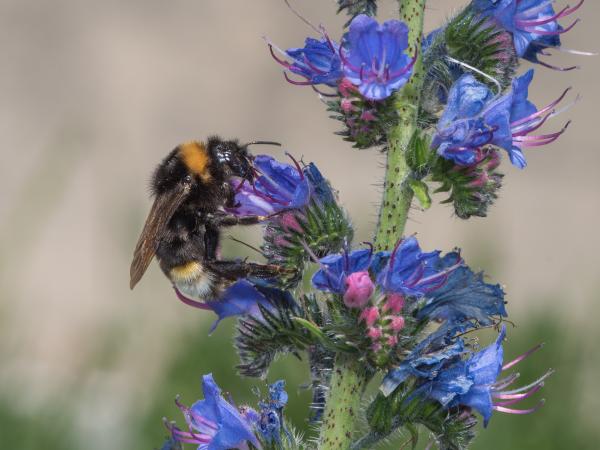 Les abeilles sauvages de Suisse Psithyre vestale - Bombus vestalis