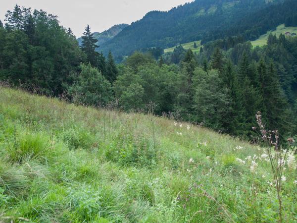 Les abeilles sauvages de Suisse Bourdon vétéran; Bourdon des sables - Bombus veteranus