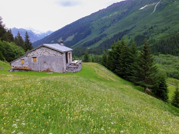 Les abeilles sauvages de Suisse  - Bombus wurflenii