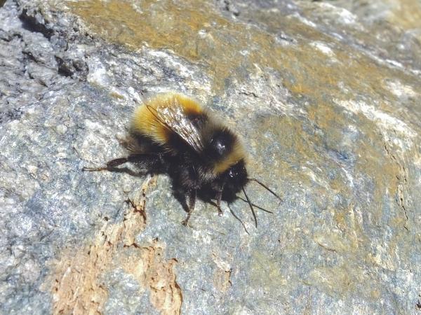 Les abeilles sauvages de Suisse Bourdon des Alpes - Bombus alpinus