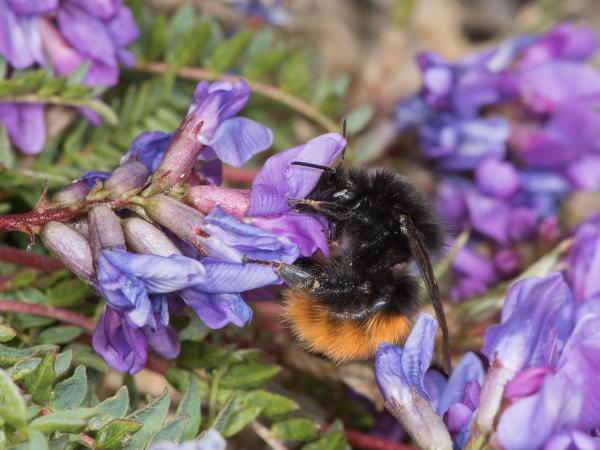 Les abeilles sauvages de Suisse Bourdon des Alpes - Bombus alpinus