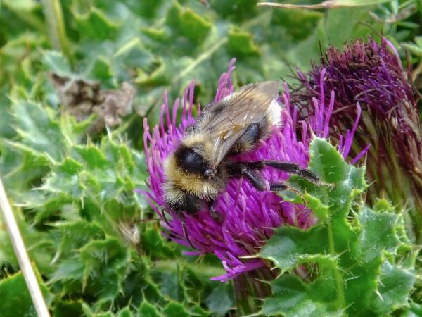 Wildbienen der Schweiz Bärtige Kuckuckshummel - Bombus barbutellus