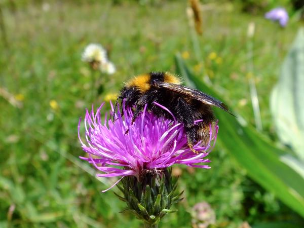 Wildbienen der Schweiz Bärtige Kuckuckshummel - Bombus barbutellus