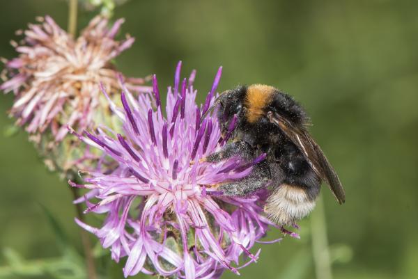 Les abeilles sauvages de Suisse Psithyre bohémien - Bombus bohemicus