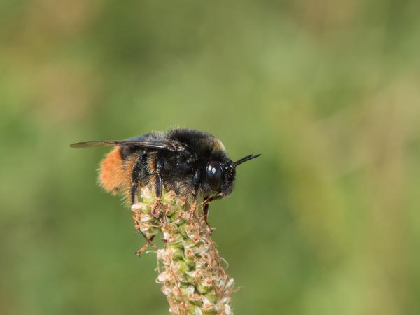 Les abeilles sauvages de Suisse  - Bombus confusus
