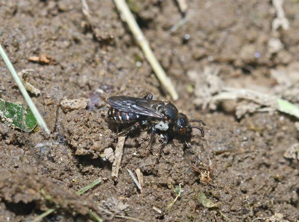 Wildbienen der Schweiz  - Biastes emarginatus