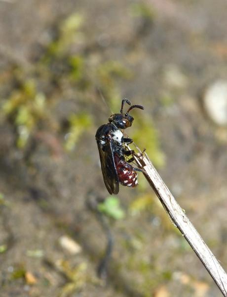 Wildbienen der Schweiz  - Biastes emarginatus