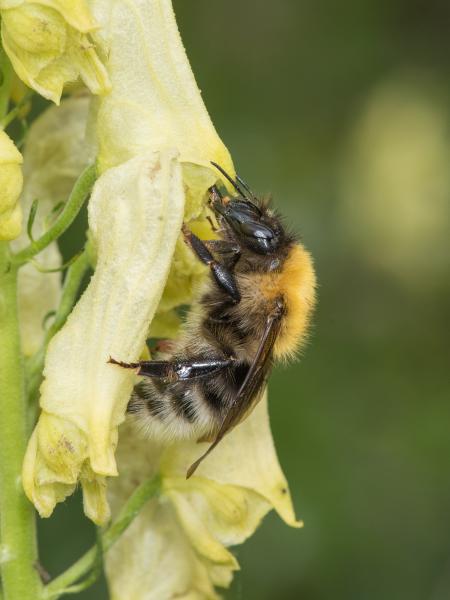 Les abeilles sauvages de Suisse  - Bombus gerstaeckeri