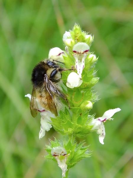 Les abeilles sauvages de Suisse Bourdon variable - Bombus humilis