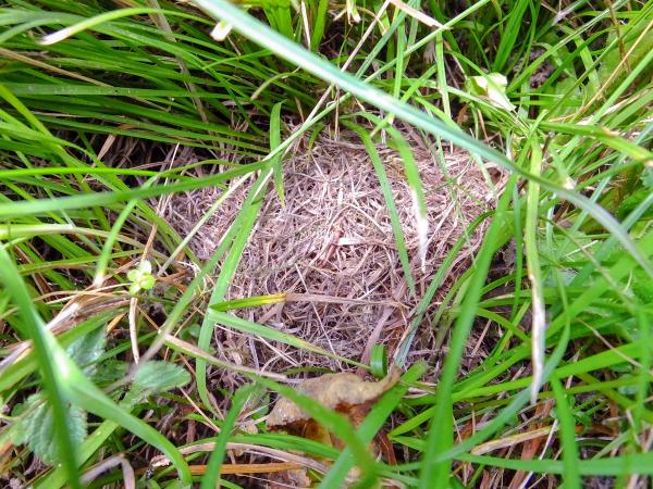 Les abeilles sauvages de Suisse Bourdon variable - Bombus humilis