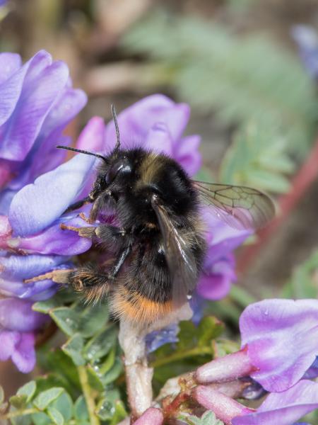 Les abeilles sauvages de Suisse  - Bombus mendax