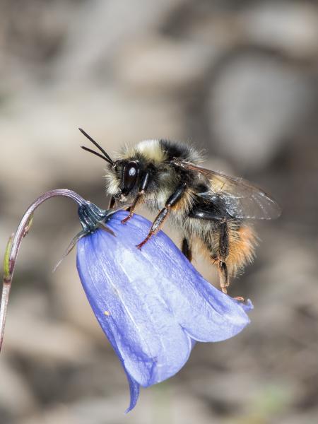 Les abeilles sauvages de Suisse  - Bombus mendax