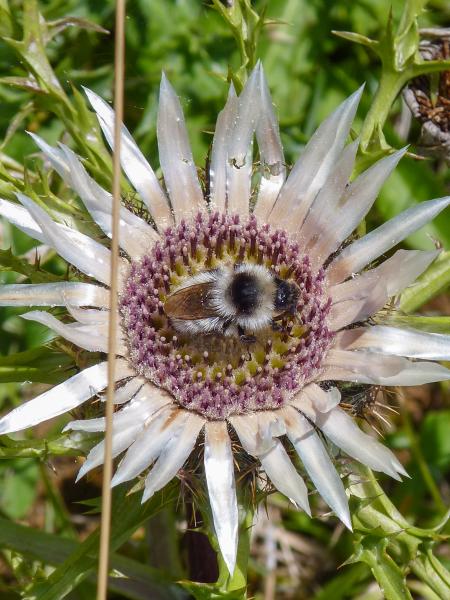 Les abeilles sauvages de Suisse  - Bombus mesomelas
