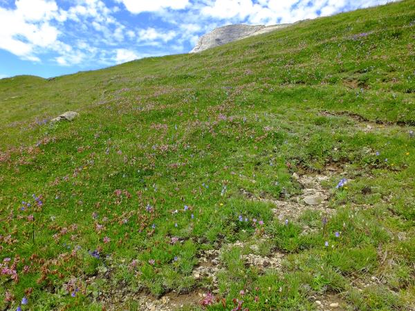 Les abeilles sauvages de Suisse  - Bombus mesomelas