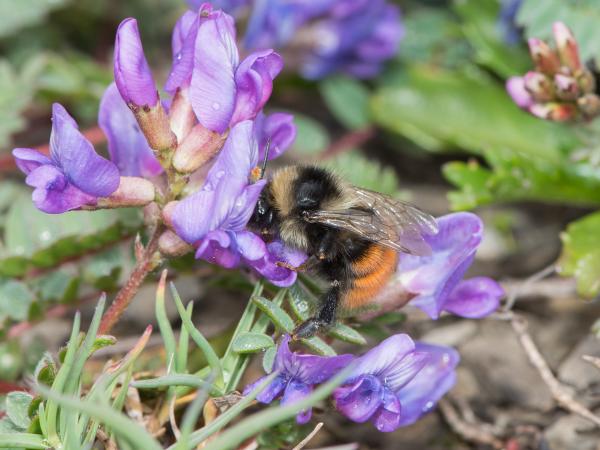 Les abeilles sauvages de Suisse  - Bombus monticola