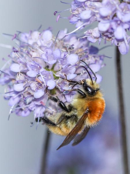 Les abeilles sauvages de Suisse Bourdon des mousses - Bombus muscorum