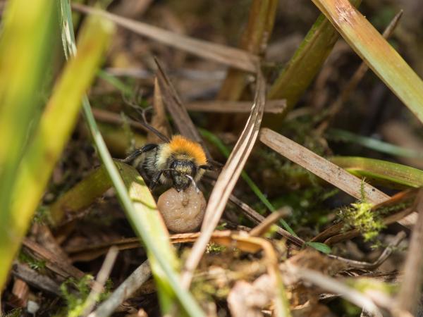 Les abeilles sauvages de Suisse Bourdon des mousses - Bombus muscorum