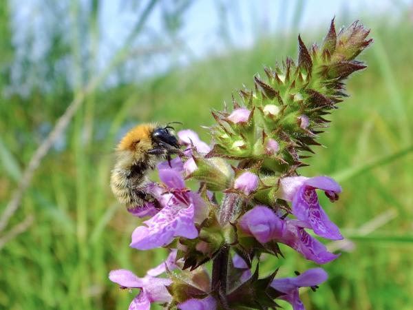 Les abeilles sauvages de Suisse Bourdon des mousses - Bombus muscorum