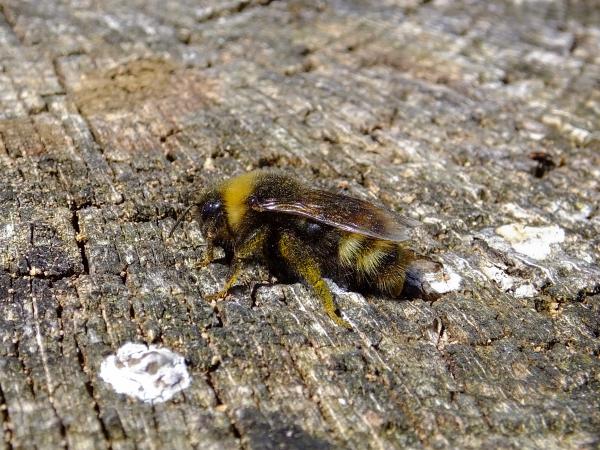 Les abeilles sauvages de Suisse  - Bombus norvegicus