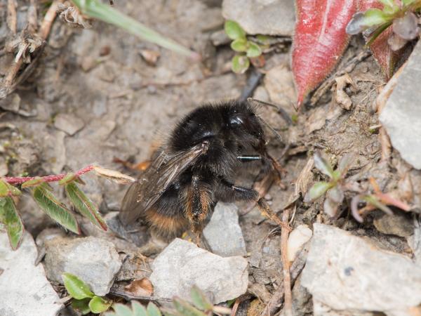 Les abeilles sauvages de Suisse Bourdon rudéral - Bombus ruderarius