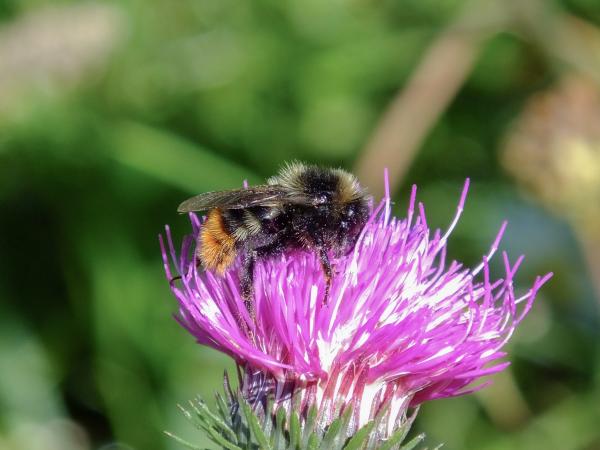 Les abeilles sauvages de Suisse Psithyre des rochers - Bombus rupestris