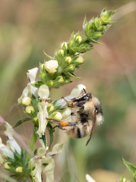 Les abeilles sauvages de Suisse Bourdon grisé - Bombus sylvarum