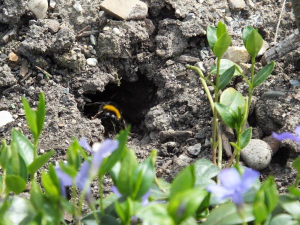 Les abeilles sauvages de Suisse Bourdon terrestre - Bombus terrestris