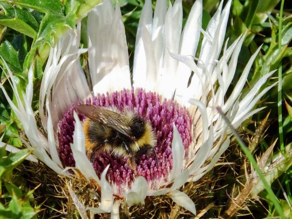 Les abeilles sauvages de Suisse  - Bombus wurflenii