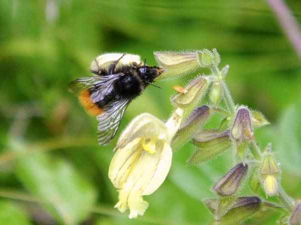 Les abeilles sauvages de Suisse  - Bombus wurflenii