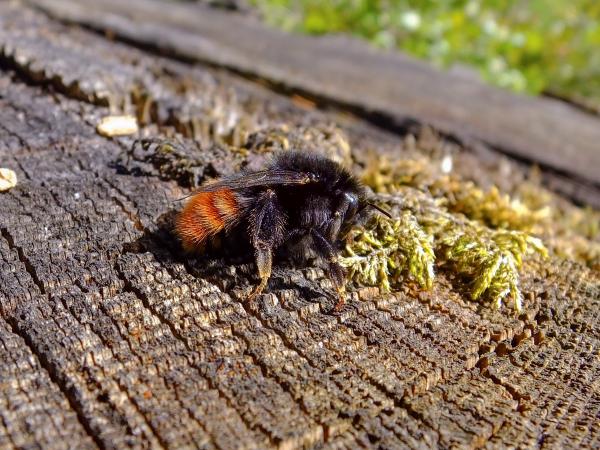 Les abeilles sauvages de Suisse  - Bombus wurflenii