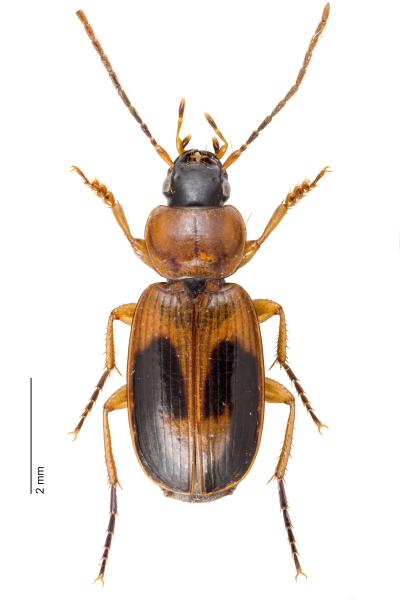 Carabes de Suisse  - Badister bullatus
