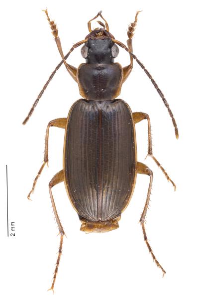 Carabes de Suisse  - Badister collaris