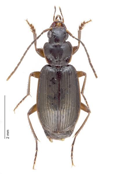 Carabes de Suisse  - Badister dilatatus