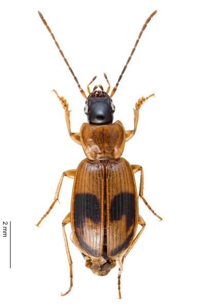 Carabes de Suisse  - Badister lacertosus lacertosus