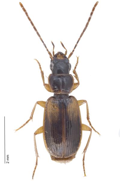 Carabes de Suisse  - Badister sodalis