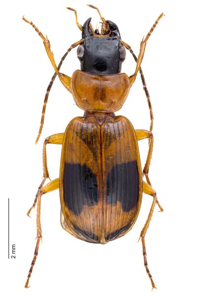 Carabes de Suisse  - Badister unipustulatus