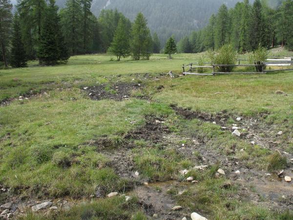 Mollusken der Schweiz Zahnlose Schliessmundschnecke - Balea  perversa 