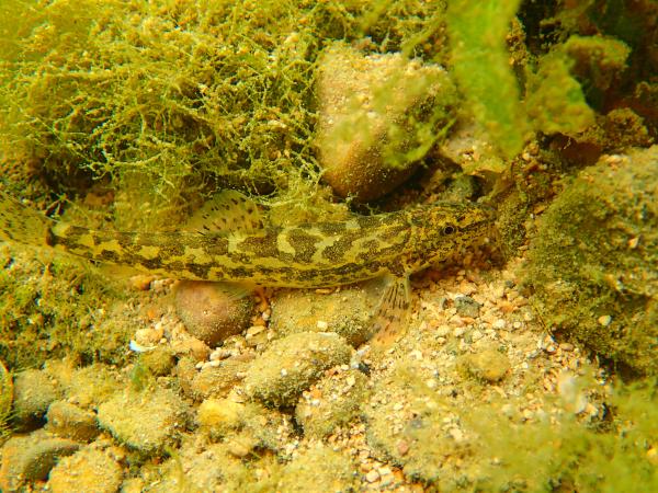 Poissons de Suisse Loche franche  - Barbatula barbatula 