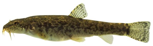 Poissons de Suisse Loche franche  - Barbatula barbatula 