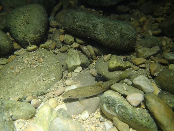 Poissons de Suisse Barbeau commun  - Barbus barbus 