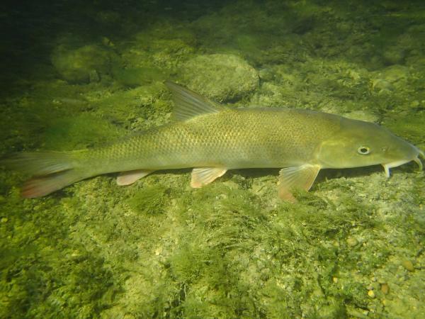 Poissons de Suisse Barbeau commun  - Barbus barbus 