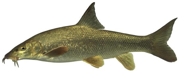 Poissons de Suisse Barbeau commun  - Barbus barbus 
