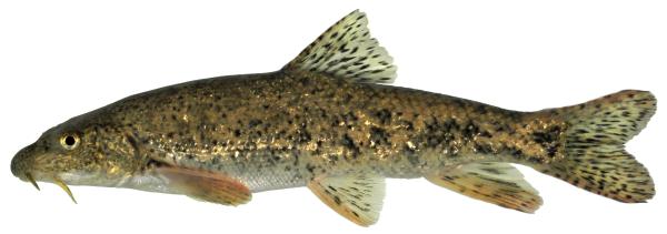 Poissons de Suisse Barbo canino  - Barbus caninus 