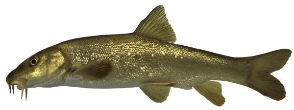 Poissons de Suisse Barbo - Barbus plebejus 
