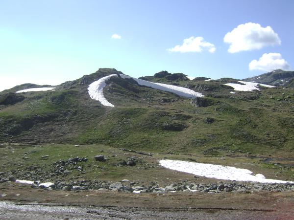   - Bembidion glaciale