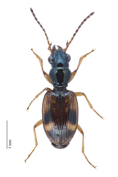   - Bembidion articulatum