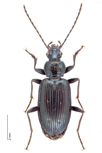   - Bembidion ascendens